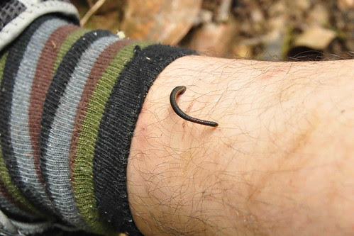 đỉa b&aacute;m ch&acirc;n